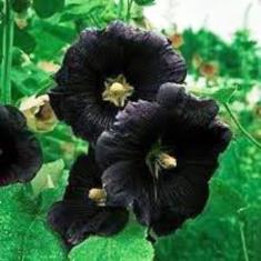 The black poppy
