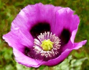 The purple poppy