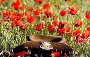 The red poppy